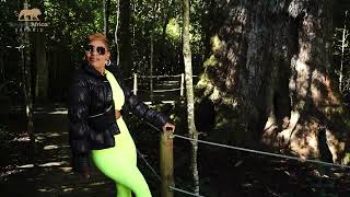 Secrets Of The Big Tree Tsitamma Forest