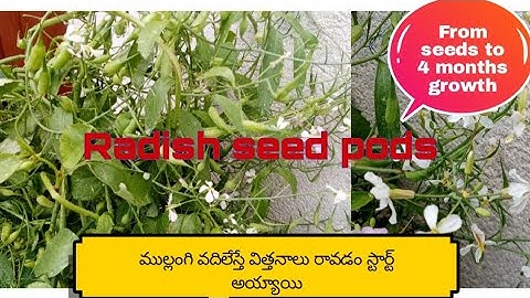 Radish seed pods, how to save radish seeds, all about radish seed pods, uk Indian garden
