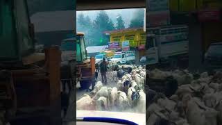 Mountain Cutest Traffic 🏔️😍//#sheep #goats #hillstation #youtubeshorts