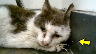 The owners threw a sick cat into the street! How was his life?