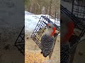 Red bellied woodpecker #wildlife #birds #woodpecker #woodpeckerbird ￼