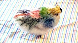 OSFT VLog | June 19th 2018 - Dying Our Silky Rooster Rainbow Colours!