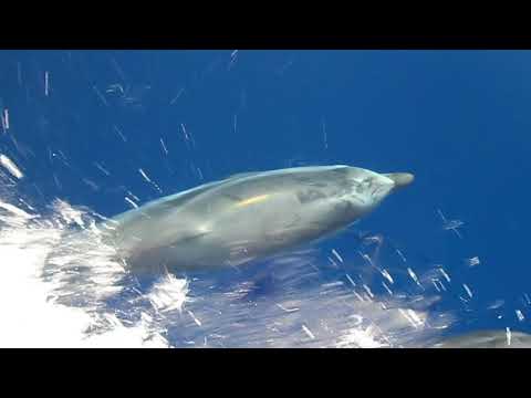 Speed dating dauphin