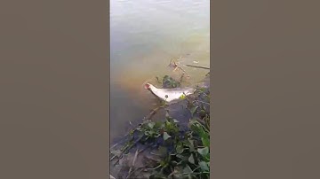 Câu dình lần hai con thác lác khủng , câu cá thác lác , nàng hai