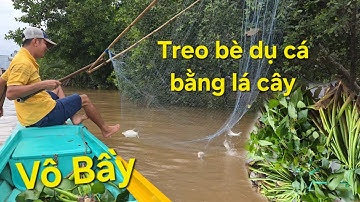 Nước rút là lúc cá ra sông. Cách buộc lá cây dụ ổ vớt nguyên bầy cá | Săn bắt SÓC TRĂNG |