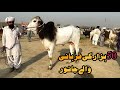 Qurbani mandi update muhammadpurmandi dajlibulldajlibail