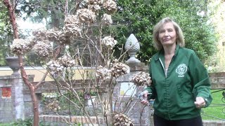 Pruning and Feeding Hydrangeas How To Prune And Feed Hydrangea Polar Bear Webshop Https Pergolanurseries Ecwid Com