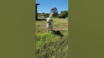 Rambo - Steady On Point and Flush  10 02 22