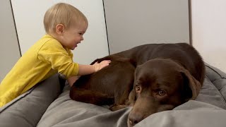 Baby's Gentle Touch Puts Labrador to Sleep