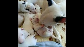 Bull terrier Dogs and Adorable Babies! Dogs With Babies Compilation by Dogs With Babies 102 views 6 years ago 3 minutes, 28 seconds