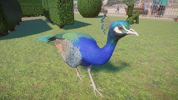 Planet Zoo: Indian Peafowl