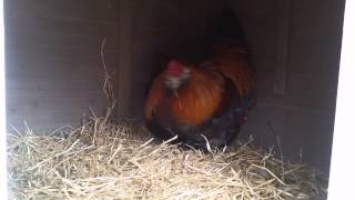 Rooster Makes a Nest for His Hen
