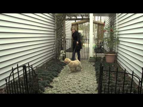 a-guide-to-dog-care-and-training---american-kennel-club