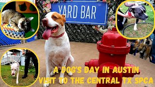 Top Dog Friendly Places in Austin! Dog Parks and Visiting Central Texas SPCA.