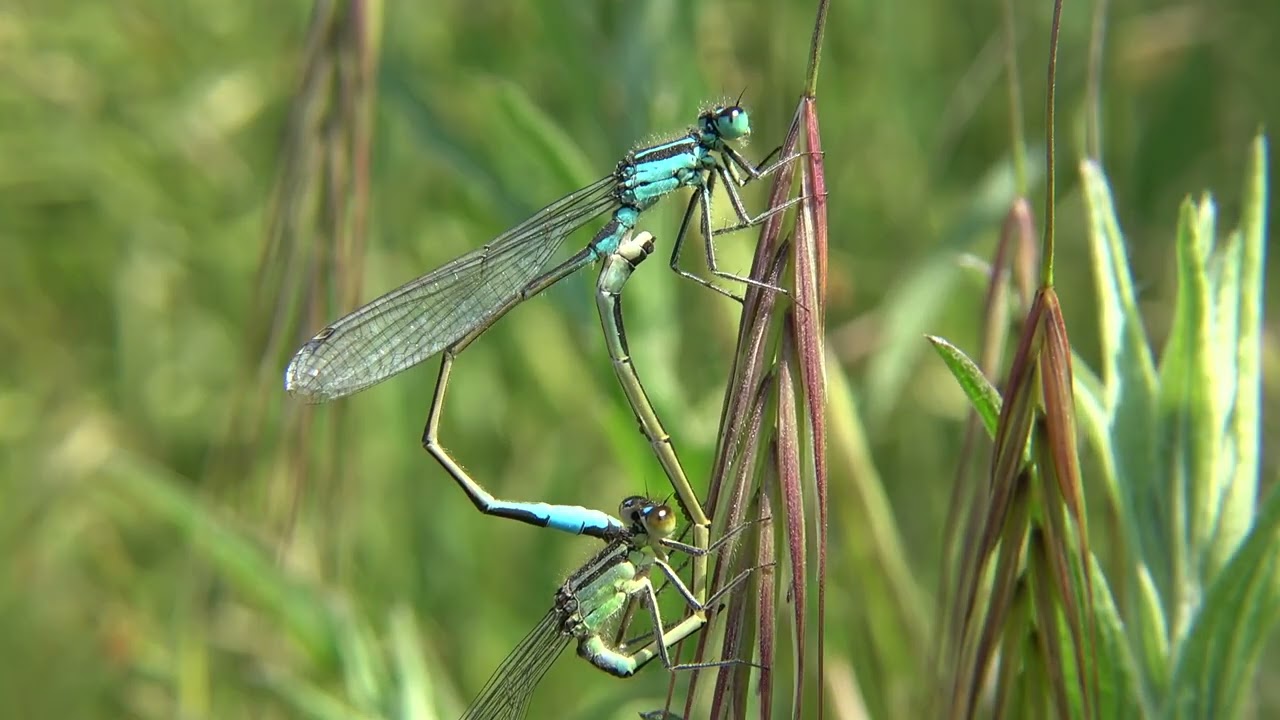 Lantaarntje - Ischnura elegans (copula)