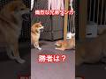 熾烈! 兄柴犬vs弟柴犬