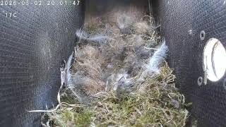 Bird nesting in Finland 2026-05-02 19:44