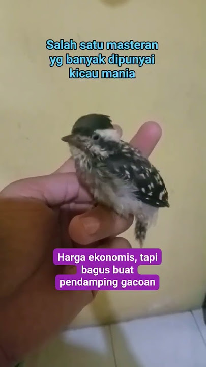 Pelatuk sampit gacor buat masteran.