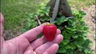 I’m NEVER buying everbearing strawberry  plants again.