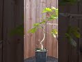 Yamadori Oak bonsai in development #bonsai #bonsaitree #heronsbonsai #oaktree