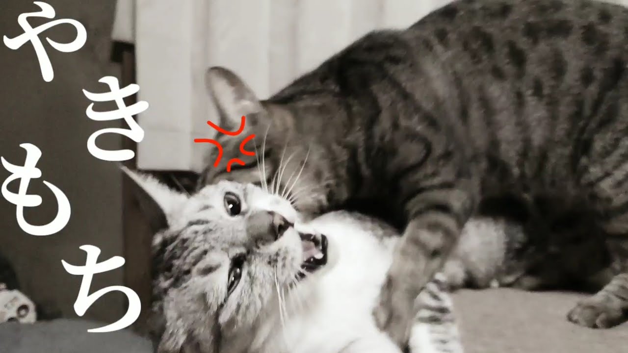 猫のやきもち 飼い主と遊ぶ猫が気に入らないネコ Youtube