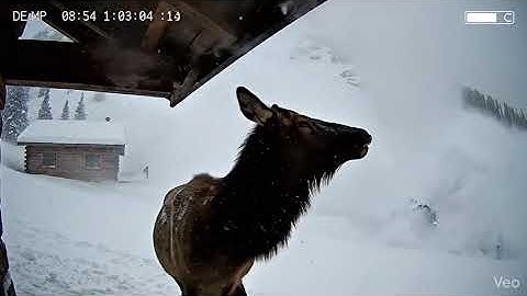 Elk Escapes Avalanche Under Cabin