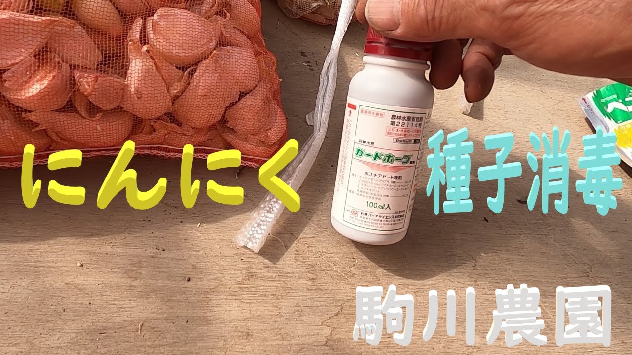 にんにくの種子消毒 駒川農園 23.10.24 - YouTube