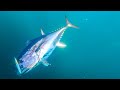 Fall topwater tuna fishing  bluefin on butterfish