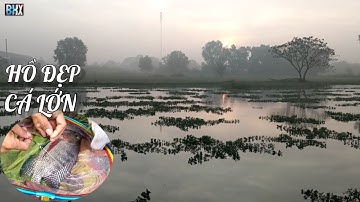 Săn hàng thiên nhiên ao hoang ở Đức Hoà tỉnh Long An - Câu Đài thiên nhiên