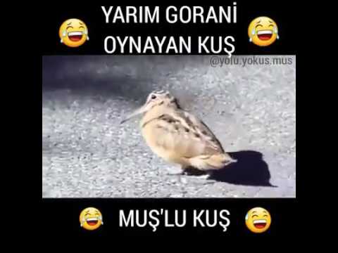 Yarım Gorani oynayan kuş