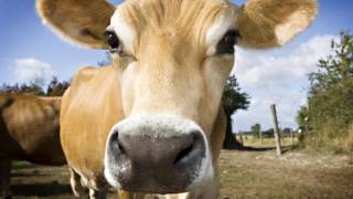 News Update Do cows hold clue to beating HIV? 21/07/17