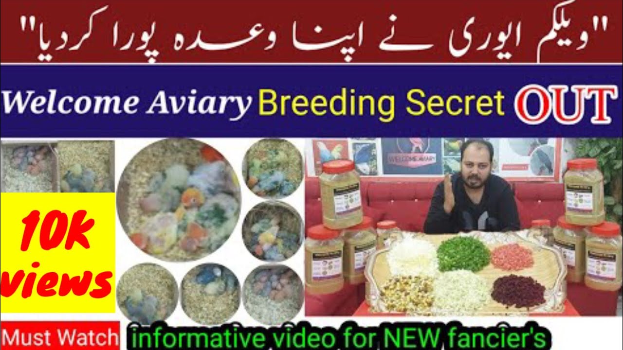 Welcome Aviary breeding formula secret hindi/urdu  l Soft food for lovebirds l Welcome Aviary