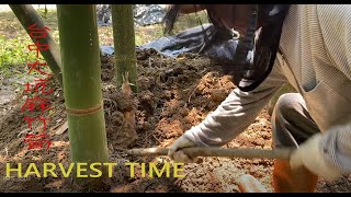 Harvest time :台中大坑麻竹筍(Bamboo shoots) 