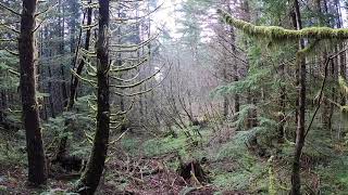 Video thumbnail of "Forest Forensics: Stumps and Wet Areas"