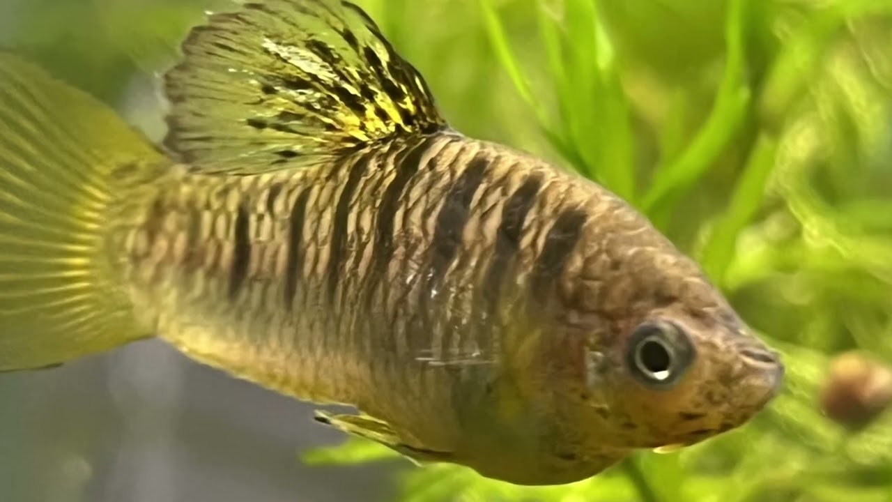 KJE AQUATICS - Limia nigrofasciata  - The Humpback Limia