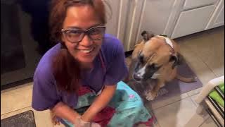 How to Make Quick Fried Bangus (Milkfish)