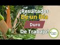 ¡Los Resultados de un día de trabajo duro en la huerta! ¡Con sorpresa final!