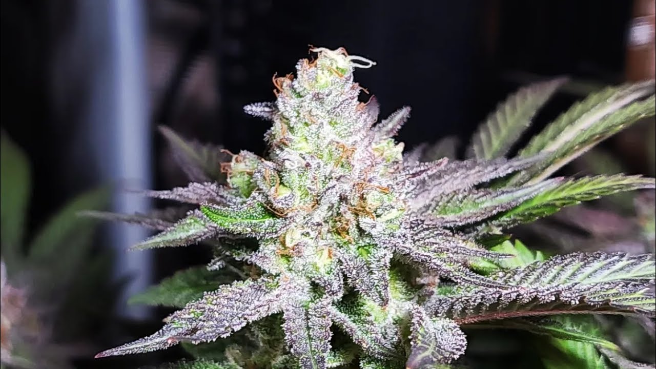 Skywalker OG at flower week 8 (day 53 / day 96 from seed) 🌱 flush day 9 🥶 ice day 5