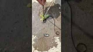 Why He Pours Water On A Grhopper