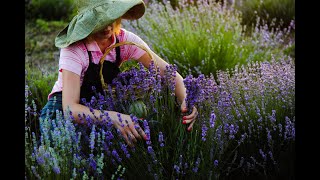 Лавандовый бизнес, что это? Lavender business, what is it?