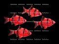 Барбус GloFish красный, общий обзор для новичков
