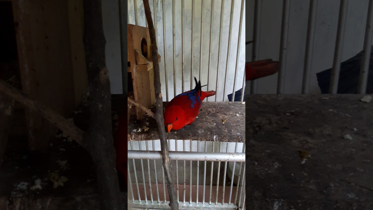 #ParrotLovers Burung Nuri Maluku Sedang Birahi 