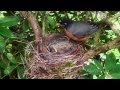 Baby Robin Eats a GIANT Blueberry!