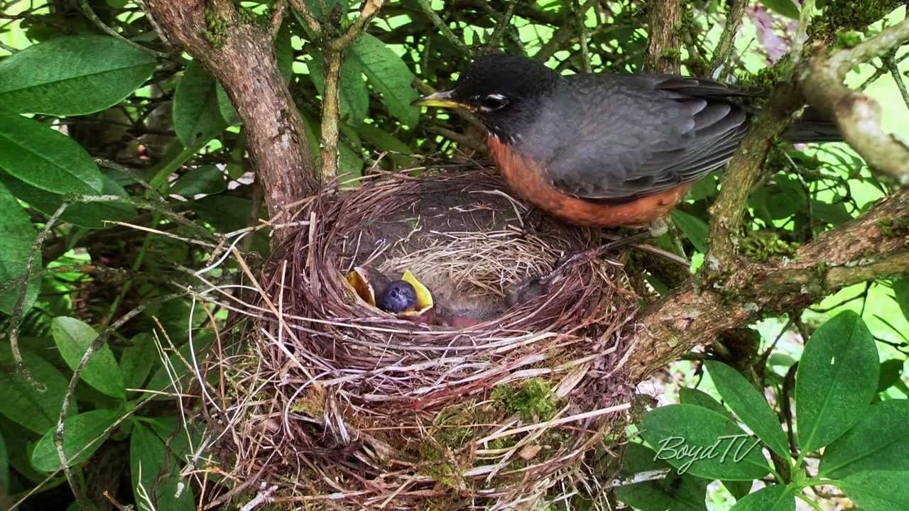 what do you feed baby robins