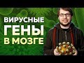 Вирусные гены в мозге