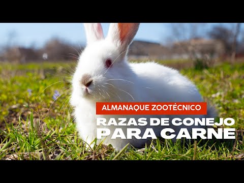 Video: ¿Qué razas de conejos son mejores para la carne?