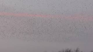 Start of a Starling Murmuration in Norfolk Great Britain & Sunset 25feb26 534pm 4k