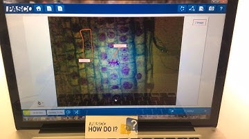 Manage Captured Images (SPARKvue)