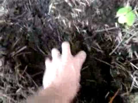 Little Mill Creek - Goat Milk, Fudge, (and organic fertilizer)