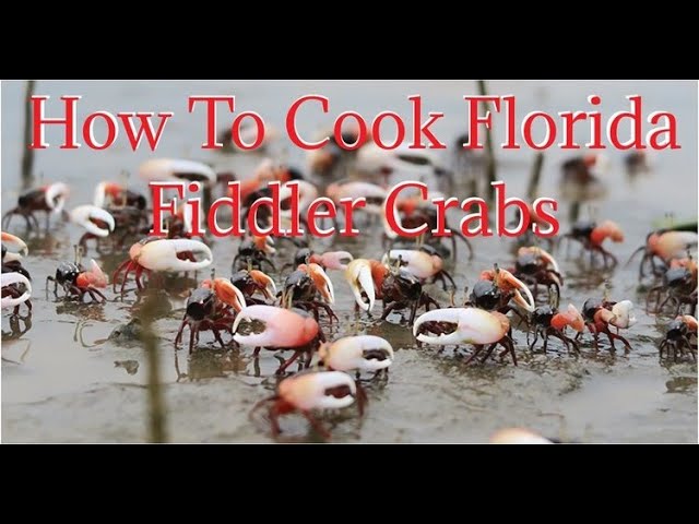 THE CHOCOLATE CHEF (How to cook Fiddler crabs) 